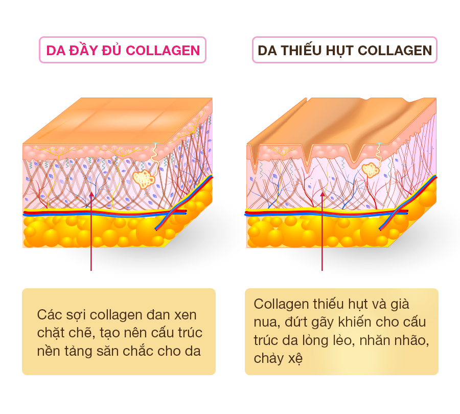 7. Collagen Và Sự Khác Biệt So Với Các Protein Khác